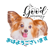 729046620
