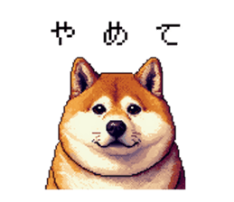 729120654