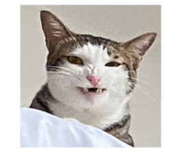 729227204