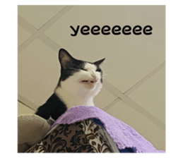 729227219
