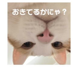729336506