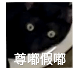 729392774