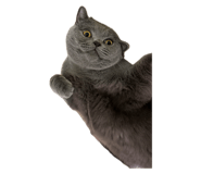 729428930