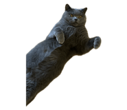 729428933