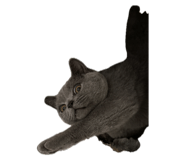 729428936