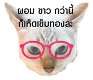 729433726