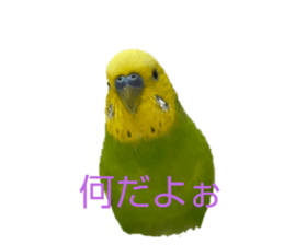729453809