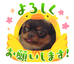 729454811