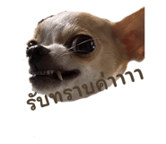 729508843