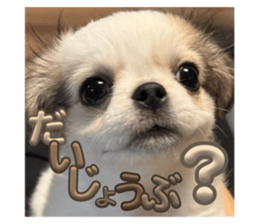 729516152