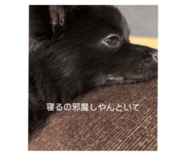 729528511