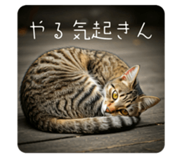 729604917