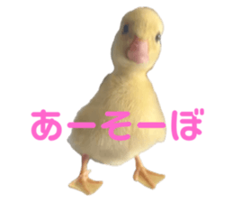 729612510