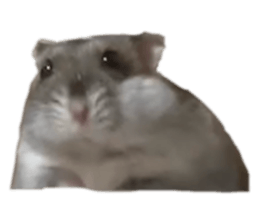 729627623