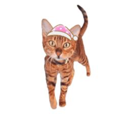 729739462