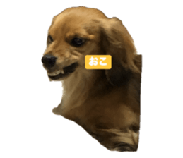 729769555