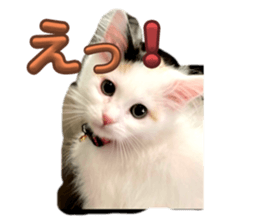 729787991
