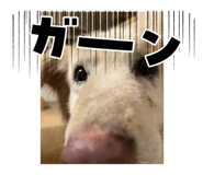 729788011