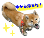 729808262