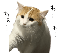 729978536