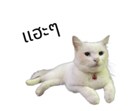 730428928