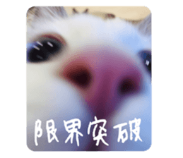 730447884