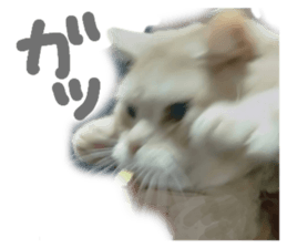 730462725