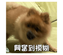 730465470