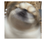 732097556