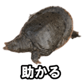 732164197