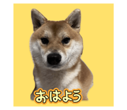732231897