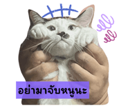 732239666