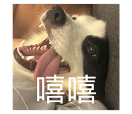 732241081