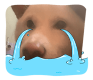 732246456