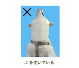 732288806