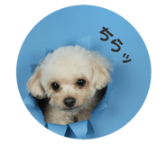 732337154