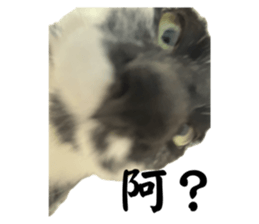 732351331