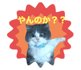 732481121