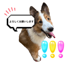 732481819