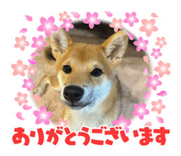 732487777
