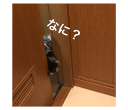 73253644