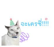 732626981