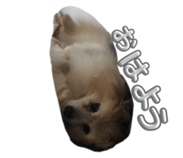 732654855