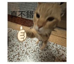 732691594