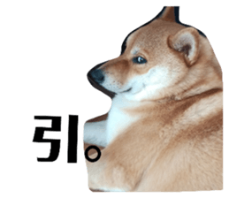 732774808