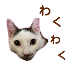 732823240