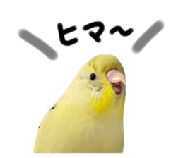 732853796
