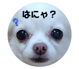 732886009