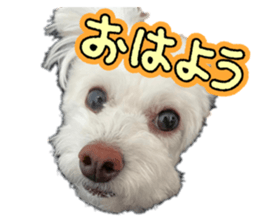 732900115