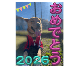 732900229